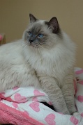 RAGDOLLS 031